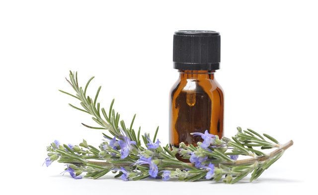 Rosemary, Plant, Flower, Herb, Herbal, English lavender, Fines herbes, Fir, Flowering plant, Lavender, 
