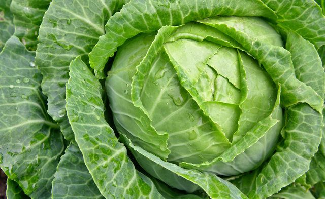 Leaf, Savoy cabbage, Leaf vegetable, Cabbage, Collard greens, Flower, Plant, Vegetable, Spring greens, Cruciferous vegetables, 