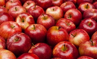 栄養 りんご りんごは皮ごと食べて美味しく栄養を摂取！