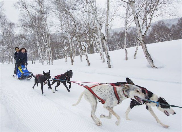 Mushing, Mammal, Sled dog racing, Dog sled, Snow, Dog, Sled dog, Canidae, Skijoring, Vehicle, 