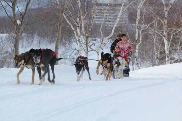 Mammal, Snow, Sled dog racing, Dog, Mushing, Dog sled, Canidae, Sled dog, Winter, Vehicle, 
