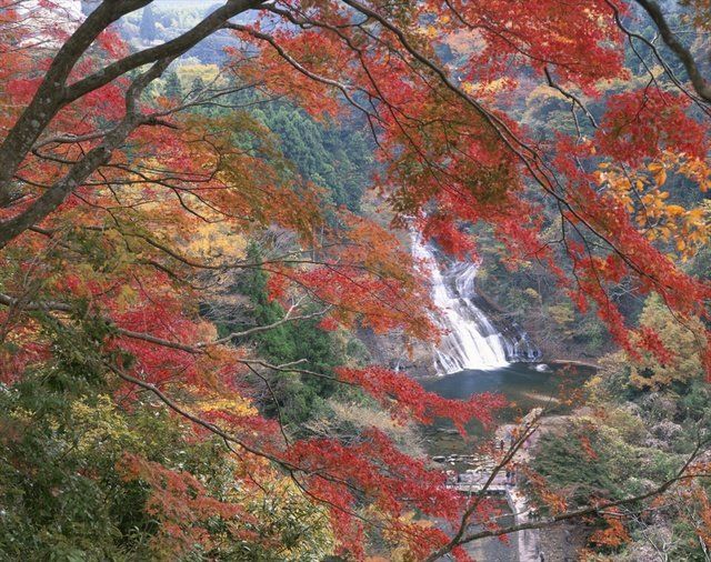 Tree, Leaf, Nature, Autumn, Northern hardwood forest, Woody plant, Red, Deciduous, Branch, Plant, 