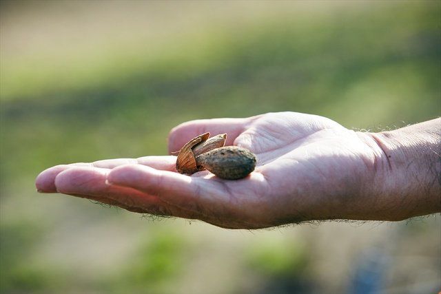 Hand, Finger, Grass, Close-up, Plant, Sea snail, Thumb, Soil, Photography, Bud, 