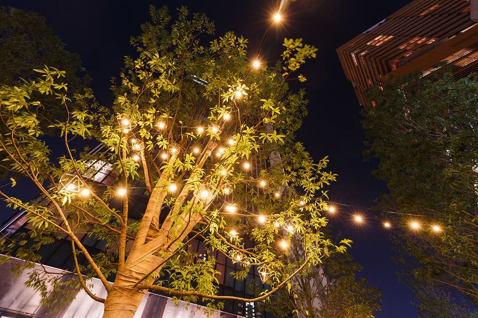 Night, Tree, Lighting, Light, Street light, Sky, Yellow, Woody plant, Light fixture, Architecture, 