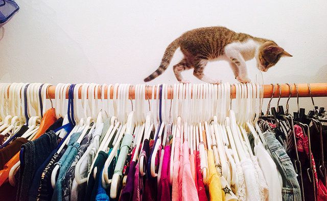 Cat, Clothes hanger, Felidae, Room, Textile, Small to medium-sized cats, Tail, Vintage clothing, Fur, Carnivore, 