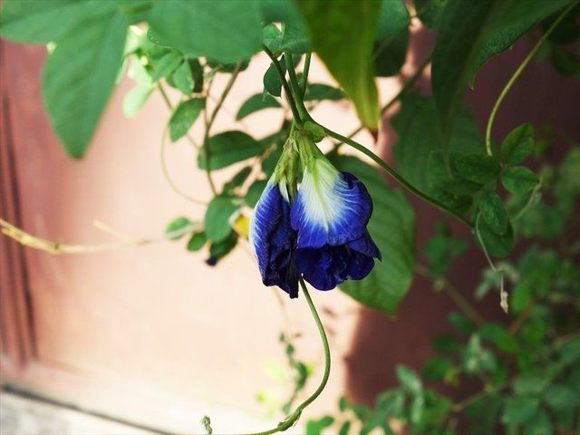 Blue, Flower, Plant, Flowering plant, Botany, Petal, Morning glory, Bellflower family, Plant stem, 