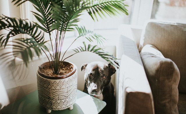 Green, Canidae, Furniture, Dog, Tree, Room, Houseplant, Table, Interior design, Plant, 