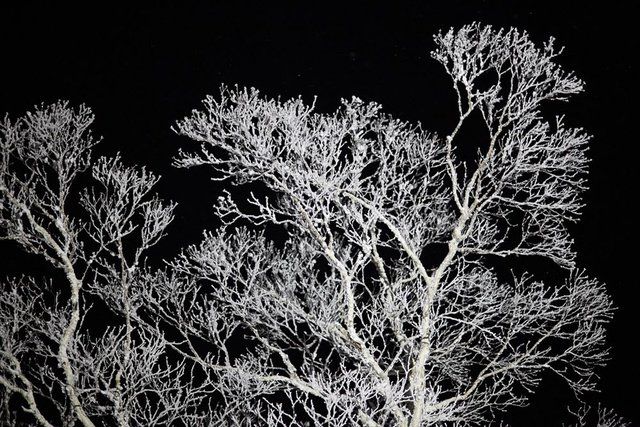 Black, Tree, Branch, Black-and-white, Monochrome photography, Vegetation, Monochrome, Night, Plant, Leaf, 
