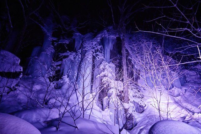 Blue, Purple, Winter, Freezing, Snow, Violet, Light, Tree, Ice, Branch, 