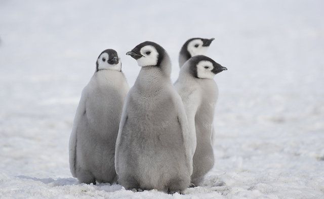 Penguin, Flightless bird, Bird, Vertebrate, Emperor penguin, Beak, Arctic, Freezing, Adaptation, Snow, 