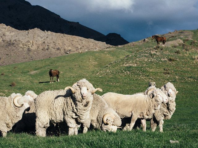Pasture, Herd, Grassland, Sheep, Grazing, Sheep, Highland, Livestock, Grass, Herding, 