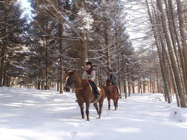 Horse, Winter, Snow, Bridle, Tree, Rein, Recreation, Trail riding, Animal sports, Plant, 
