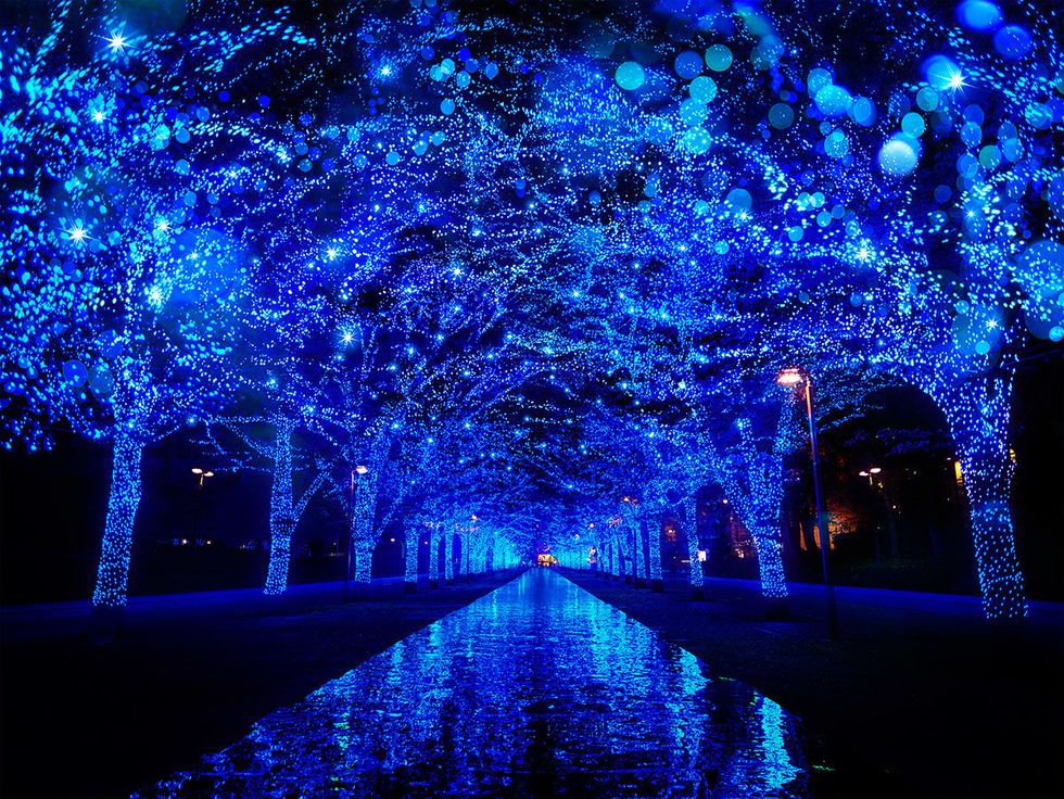 Blue, Water, Electric blue, Light, Majorelle blue, Lighting, Tree, Night, Sky, Cobalt blue, 