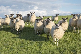 羊を数えるのは効果なし 寝つきをよくするために守るべき7つのこと 羊を数えるのは効果なし 寝つきをよくするために守るべき7つのこと