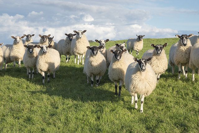 Herd, Vertebrate, Sheep, Sheep, Grassland, Pasture, Herding, Livestock, Rural area, Grass, 