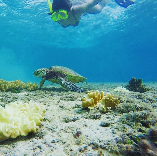 Sea turtle, Underwater, Green sea turtle, Hawksbill sea turtle, Marine biology, Turtle, Reef, Coral reef, Organism, Natural environment, 