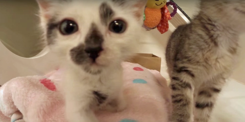 This Video from Inside a Kitten Nursery Is Exactly the Kind of Warm and ...