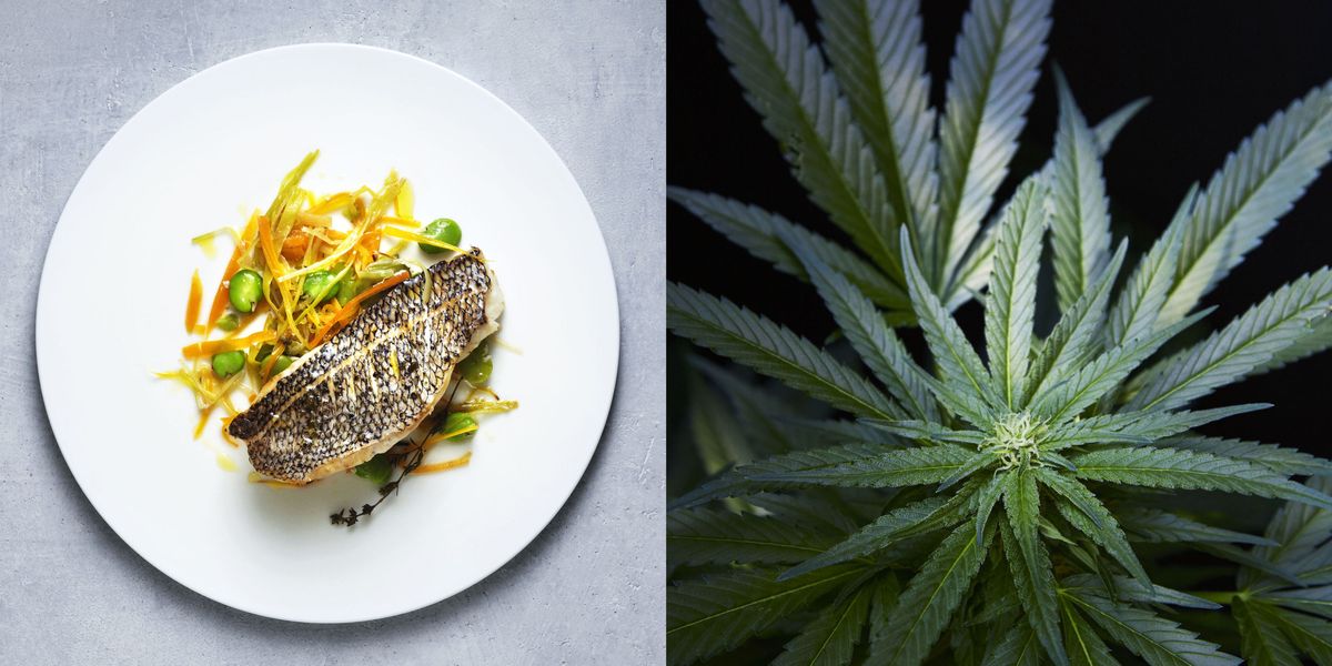 weed marijuana edibles cooking recipes fine dining