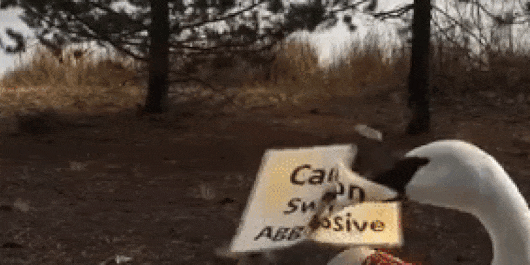 landscape-1494945969-swan.gif?