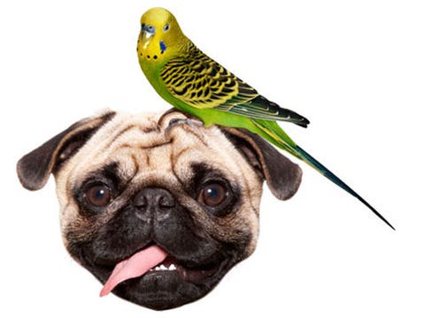 Single Girl's Guide to Living Alone - Pets pug and bird good household pets