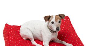 Gifts for Pets - Gift Ideas for Pet Owners