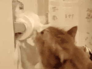 Funny Animal Gifs Funny Gifs Funny Animal Gifs Funny Gifs
