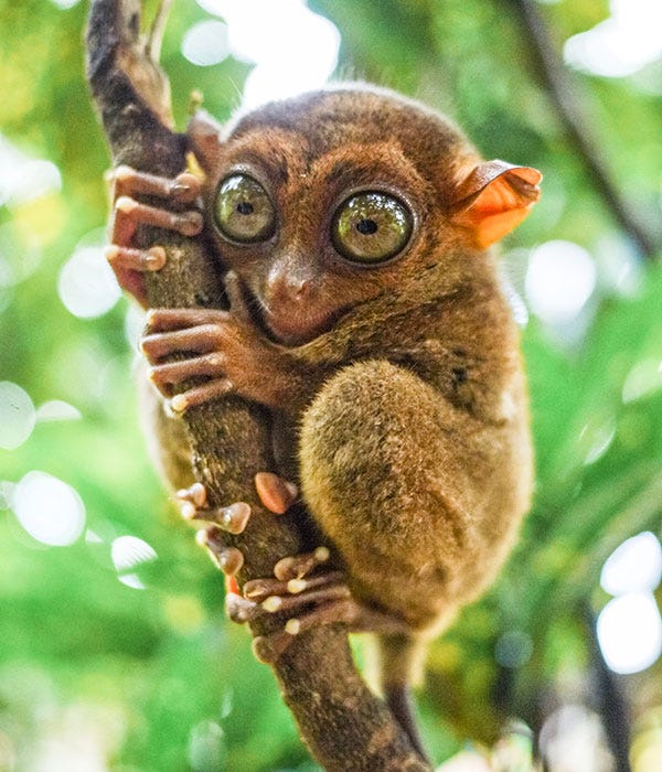 10 Animals That Look Like People You Work With
