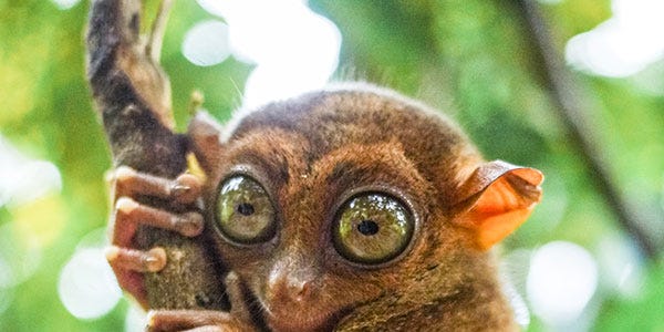 10 Animals That Look Like People You Work With 10 Animals That Look Like People You Work With