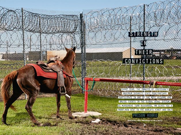 Wire fencing, Mesh, Horse, Sorrel, Working animal, Chain-link fencing, Ecoregion, Plain, Liver, Terrestrial animal, 