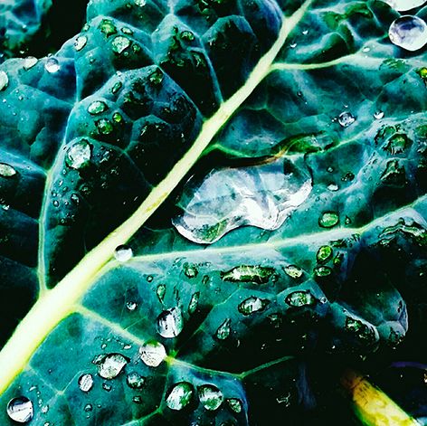 water, green, organism, leaf, dew, moisture, plant, photography, liquid bubble, liquid,