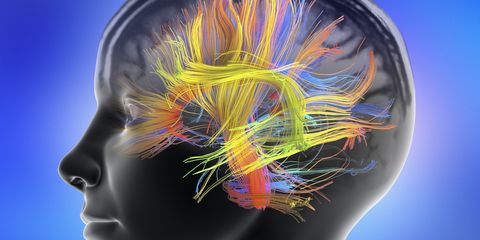 white matter fibres of the human brain