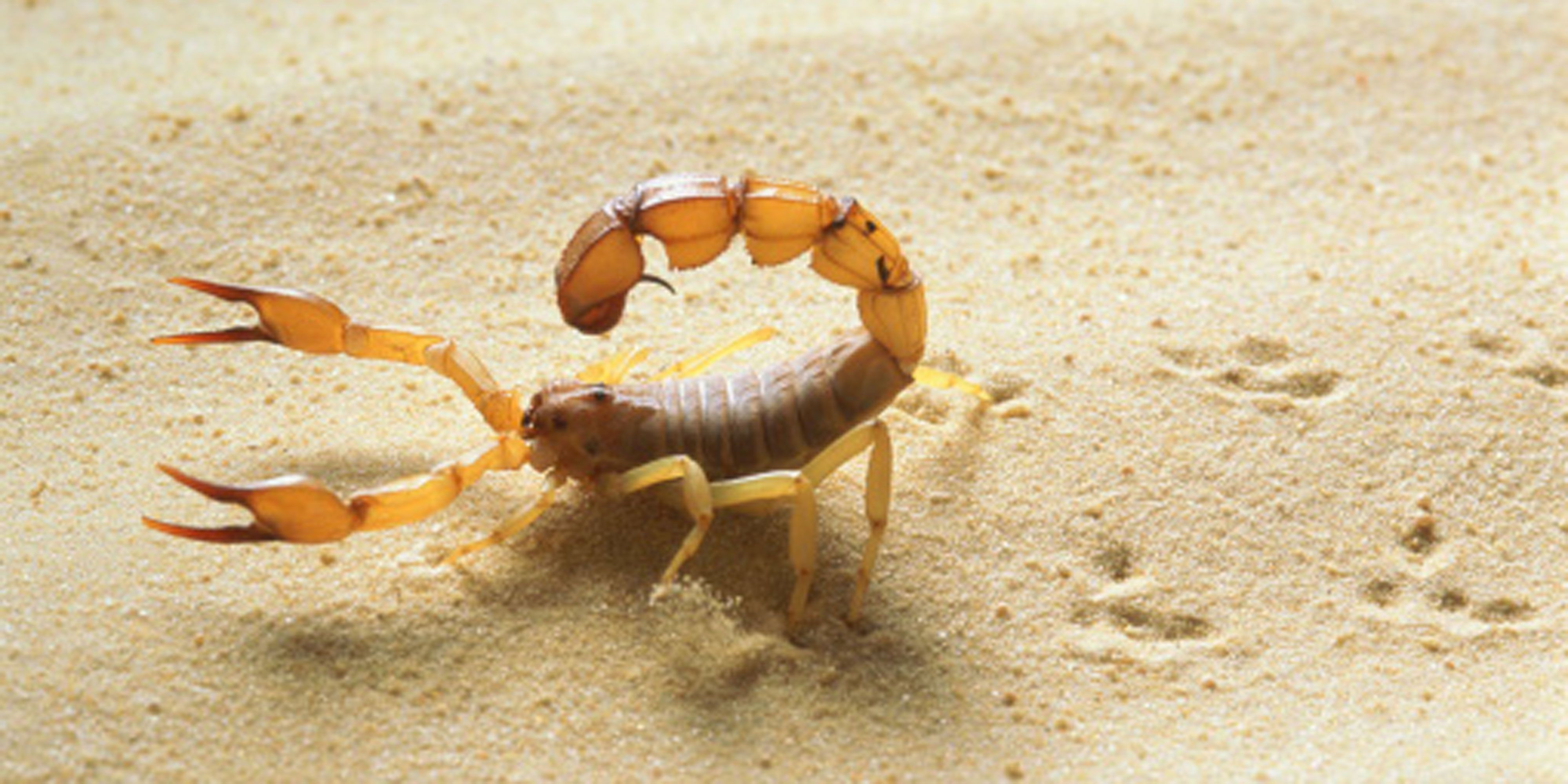 Scorpion stings and spider bites