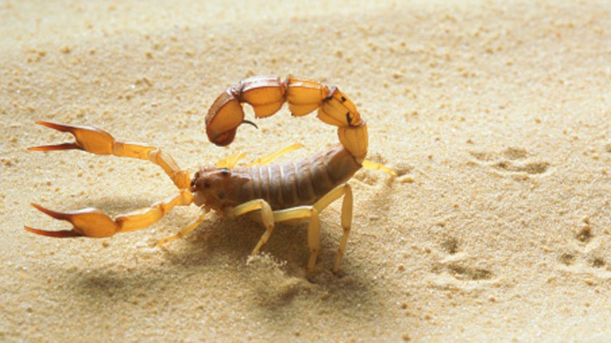 STUNG by a Scorpion! 