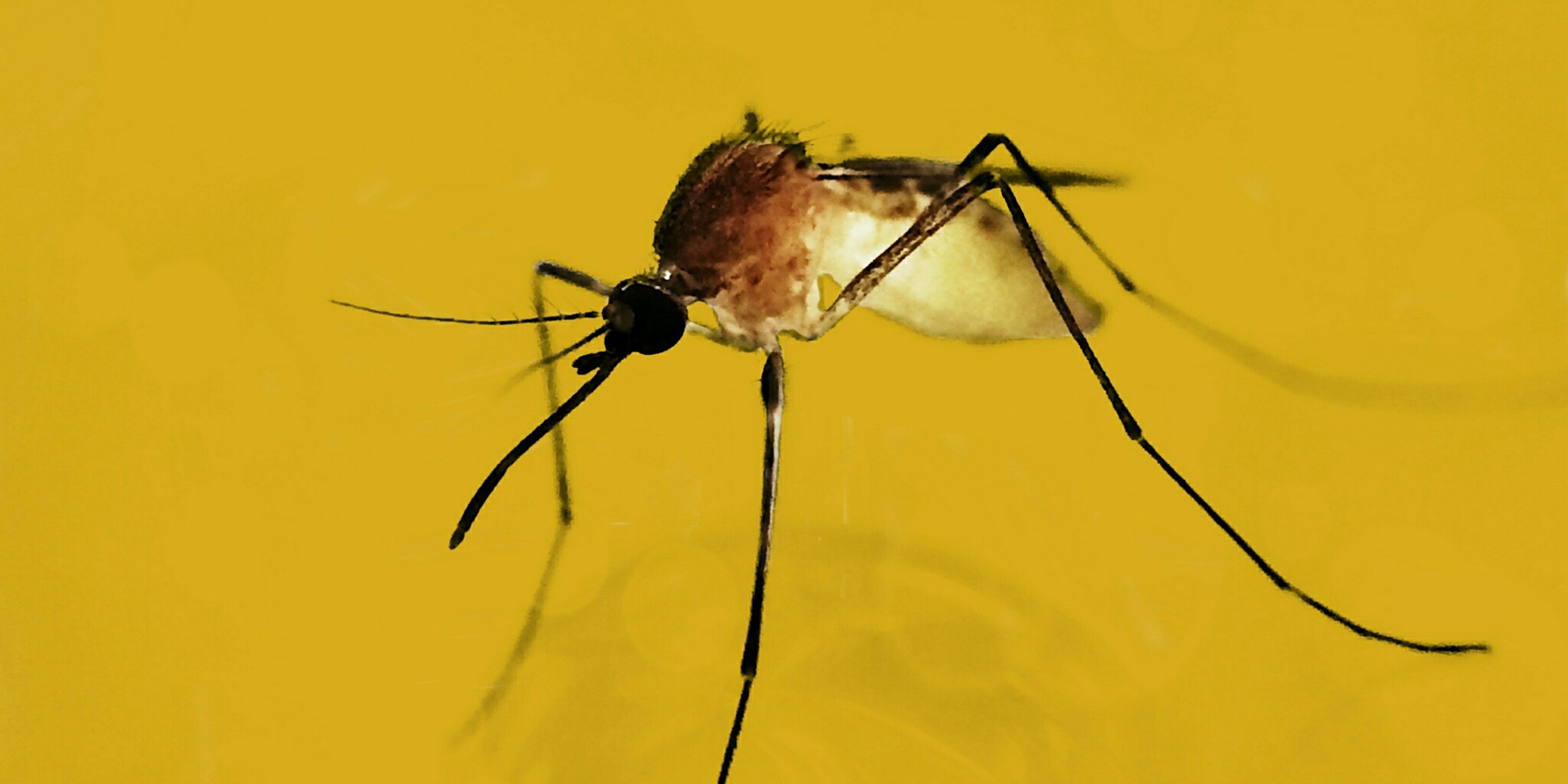 Japanese mosquito on sale