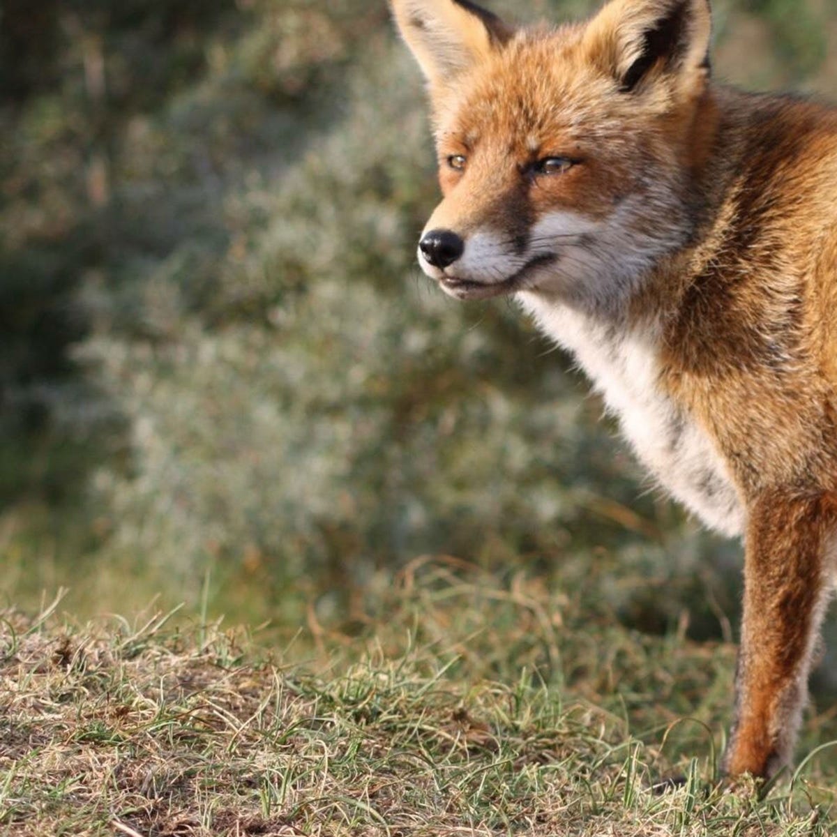 Rabies: Symptoms, causes and treatment Rabies: Symptoms, causes and treatment