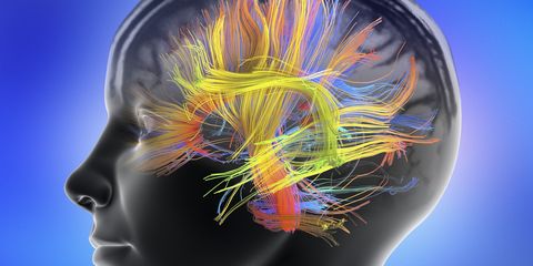 white matter fibres of the human brain