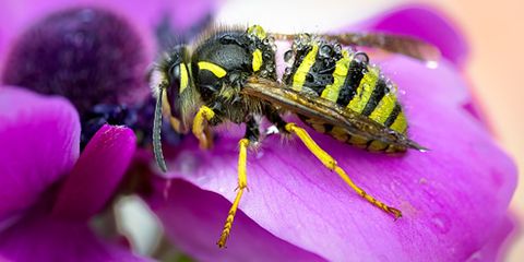 Invertebrate, Organism, Arthropod, Insect, Pest, Pollinator, Purple, Magenta, Petal, Violet, 