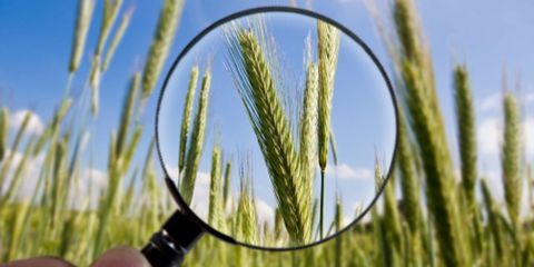 Daytime, Flowering plant, Grass family, Close-up, Wheat, Crop, Hordeum, Triticale, Khorasan wheat, Agriculture, 