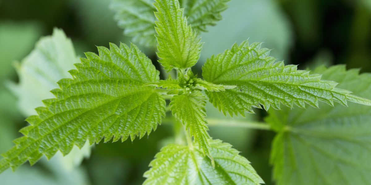 What are hives (nettle rash)? Symptoms and treatment