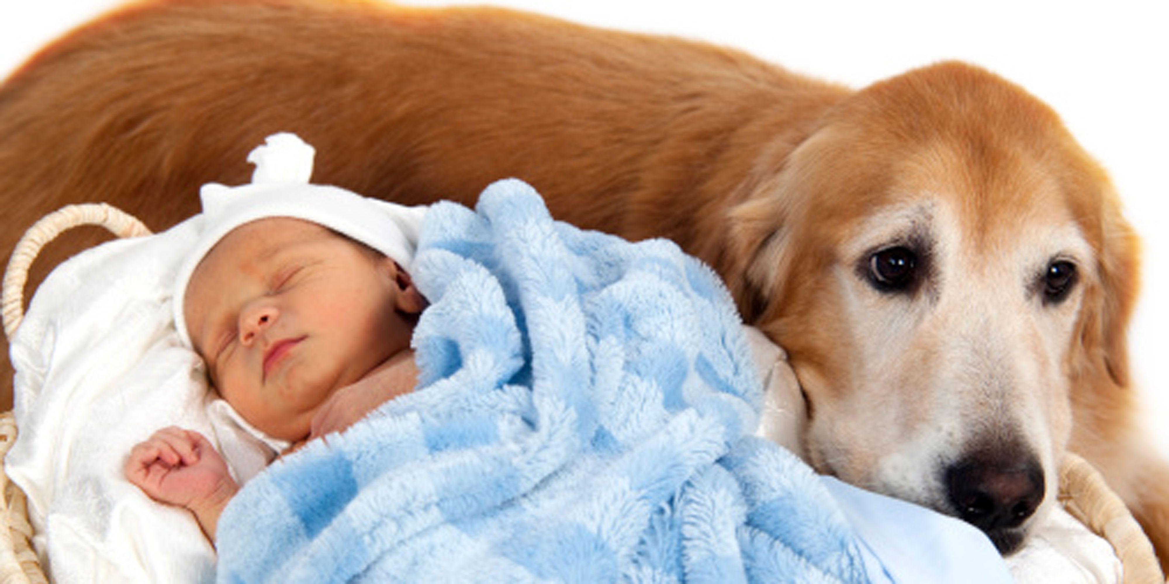 Pets, pregnancy and your baby