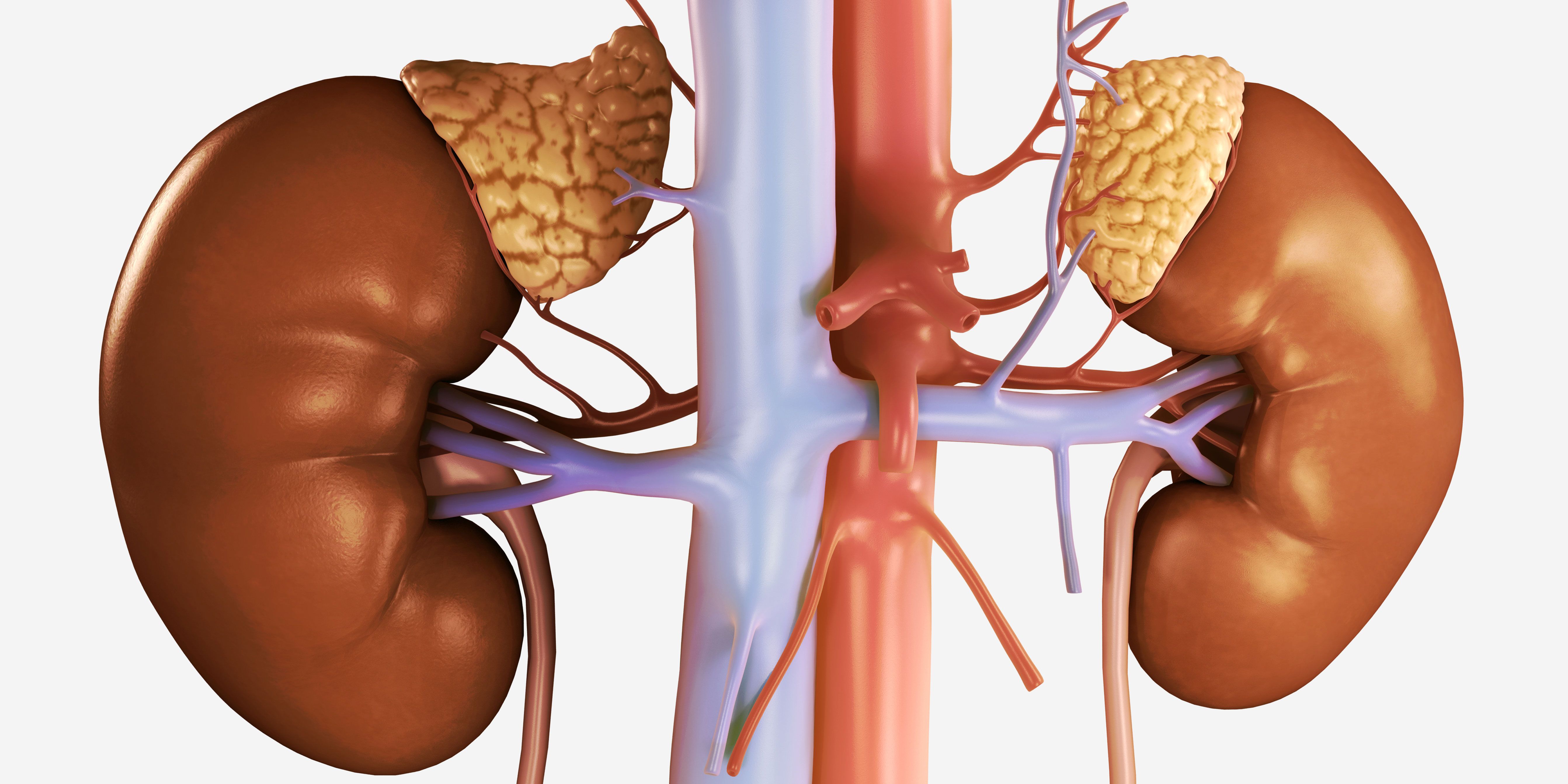 hyperactive adrenal gland