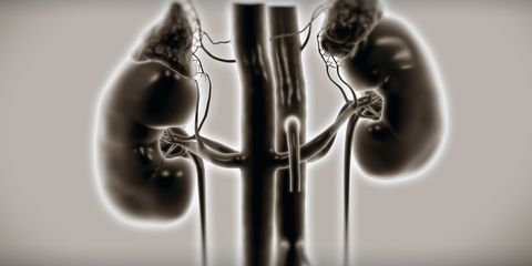 kidneys and adrenal glands