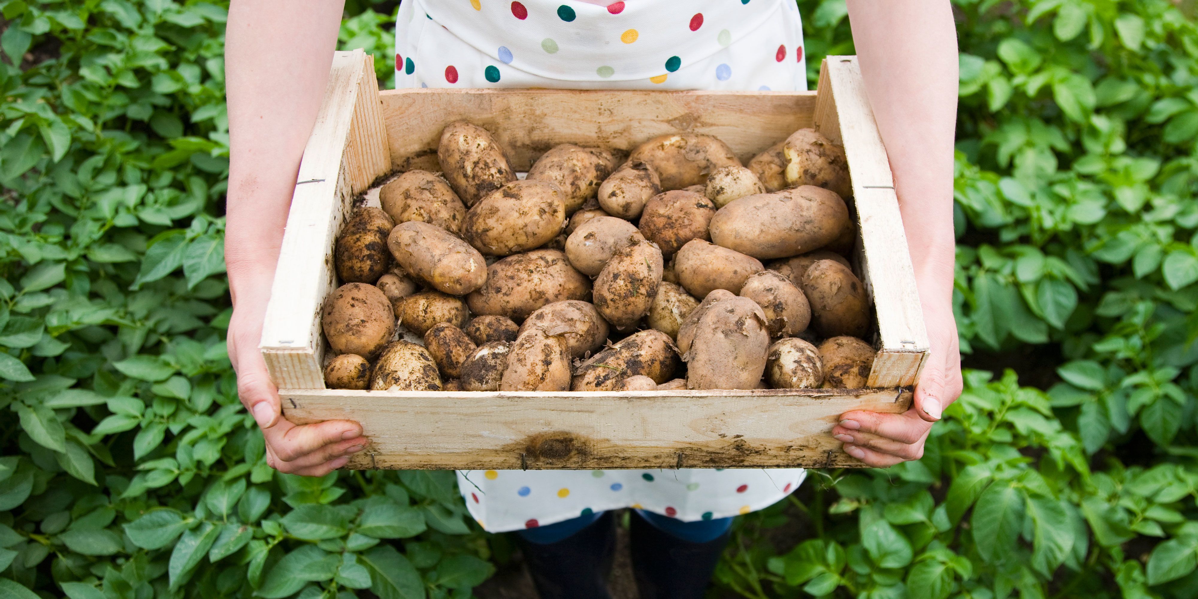 Избегайте хранения картофеля с другими овощами и фруктами