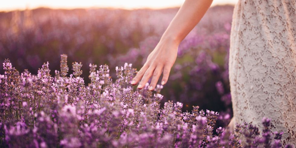 Woman running hand through lavender outside