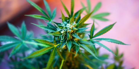 Close up of marijuana cannabis plant