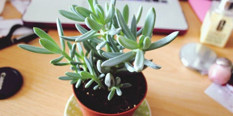 why plants in the office are good for your health