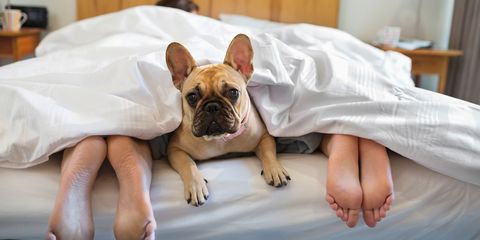Dog in bed with owners