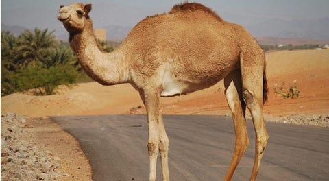 Top 5: Rijkste dieren ter wereld