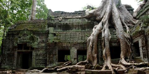 Ruins, Root, Tree, Temple, Historic site, Jungle, Archaeological site, Building, Maya city, Ancient history, 