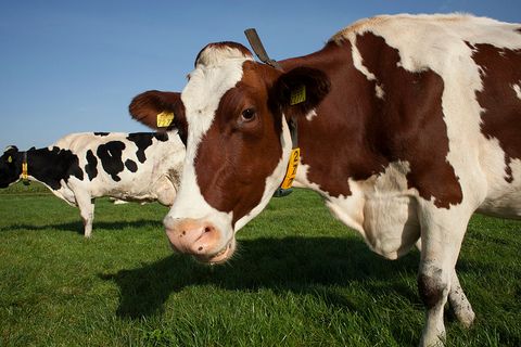 Bovine, Mammal, Dairy cow, Vertebrate, Pasture, Cow-goat family, Livestock, Grass, Grazing, Terrestrial animal, 